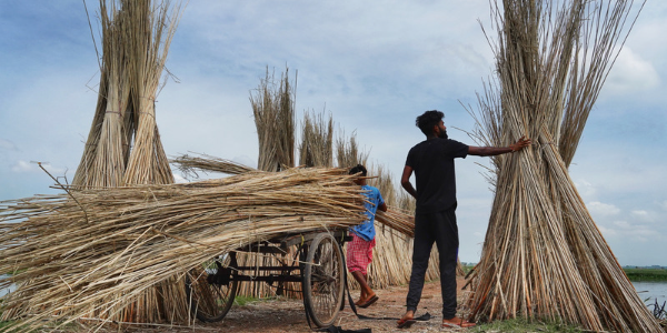 India harvest